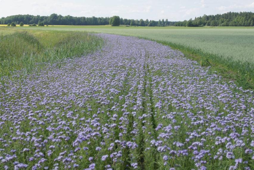 Bild 11. Insådd honungsört (Phacelia tanacetifolia) (Vedby, Uppland, juli 2011). Perserklöver Perserklövern var lättodlad, men mer utsatt för ogräs än exempelvis honungsörten.