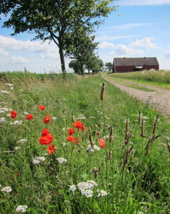 3.1 Handlingsprogram för pollinatörer I början av 2000-talet startades Svenska vildbiprojektet upp på SLU och Artdatabanken.