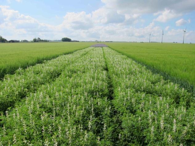 De arter som valdes var: Honungsört Phacelia tanacetifolia Honungsörten producerar både mycket nektar och pollen och är väldigt attraktiv för både tambin och vilda bin (Carreck & Williams 1997,