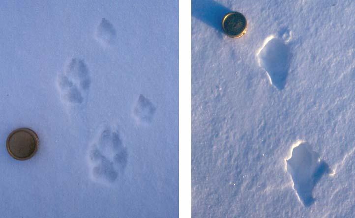 Snöförhållanden Det finns många olika sorters snö.