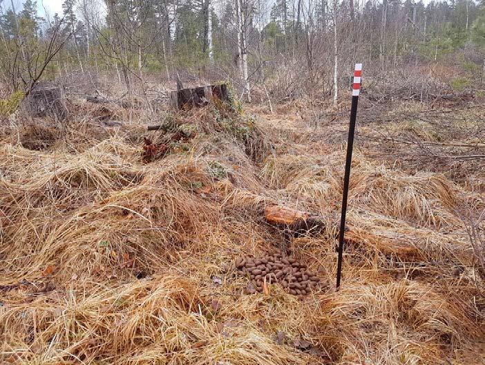 Figur 2 3. Provyta med mittpunkten markerad och spillning efter älg (foto: Martin Wallgärd). 2.3 Populationsutveckling Spillningsinventeringen indikerar en ökning mellan 2016 och 2017 för samtliga arter vars spillning påträffats i provytorna (figur 2-4).