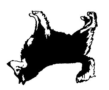 Utgående från dessa hundar fastställde Finska Kennelklubben lapska vallhundens första rasstandard år 1945. Namnet ändrades till lapphund år 1967.