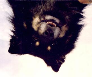 Utmärkt hanhundshuvud.