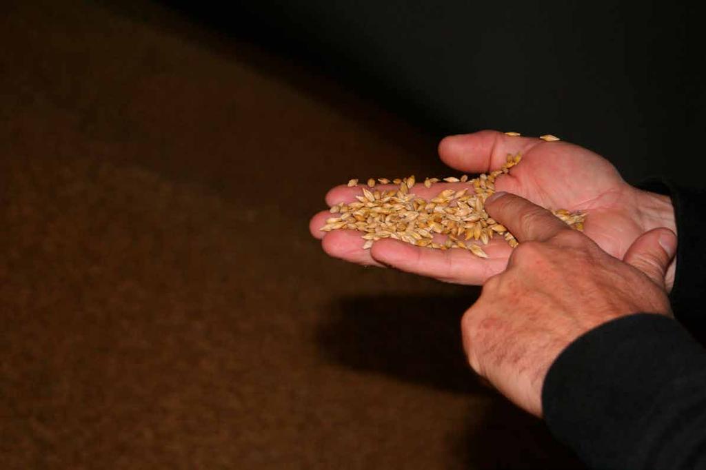 NYHET DRAGOON RGT Planet RGT Planet är Sveriges högst avkastande malt korn och en av Europas viktigaste sorter.