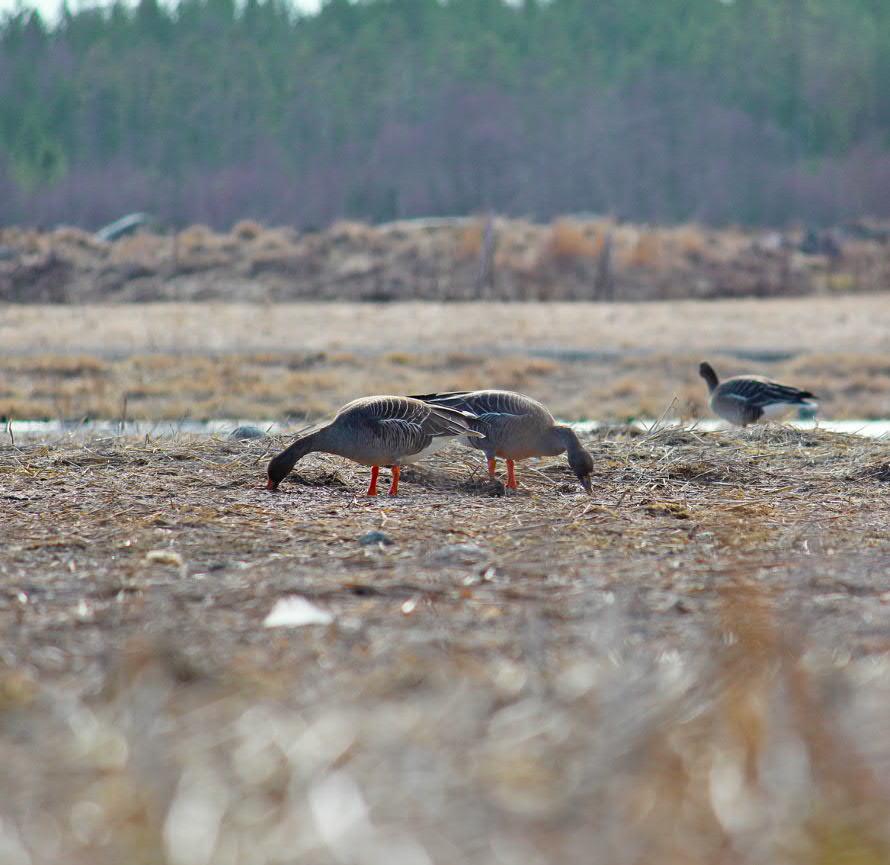 Villkorsuppföljning fåglar vid Botniabanan