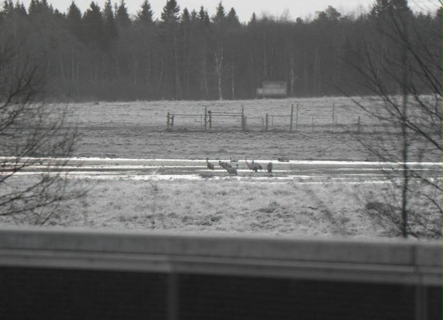 3 8 Tranor som har övernattat i den södra våtmarken på Skäret (18 april 2015). I bakgrunden står vindskyddet som användes som observationsplats under störningsstudien.