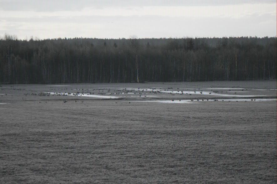 3 iordningställdes. Gässen här har dock kunnat inräknas samordnat med räkningarna på nattplatsen i Västerfjärden.