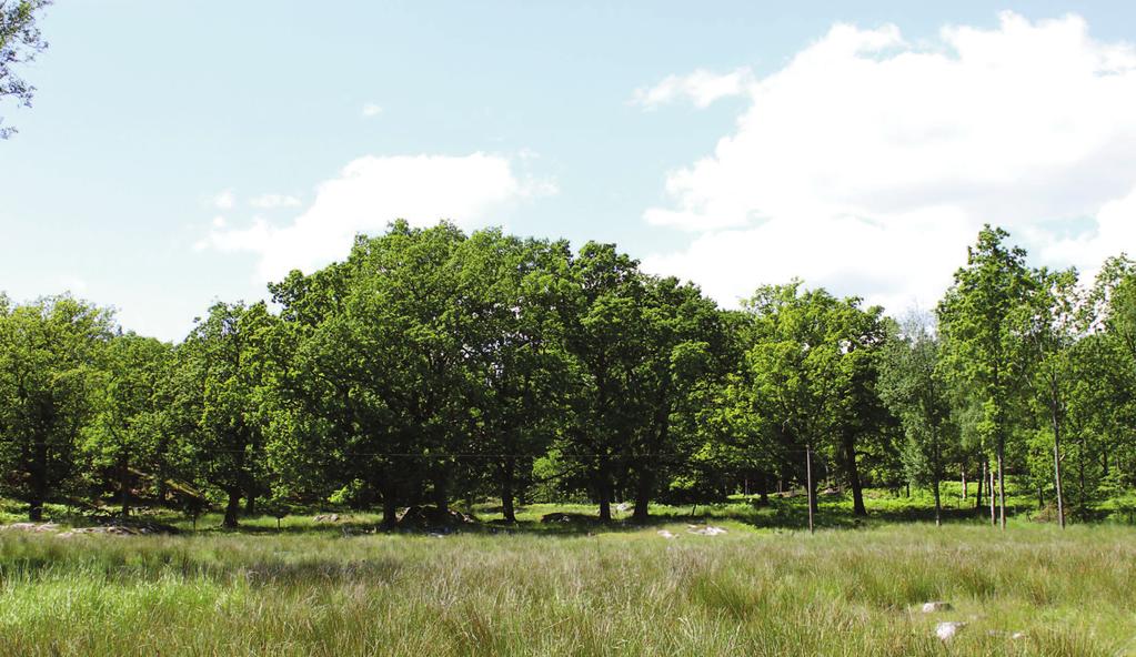 Sammanfattning Under år 2012 har det totala landbaserade fågelbeståndet revirkarterats inom vissa delar av Femöre naturreservat, i Oxelösunds kommun.