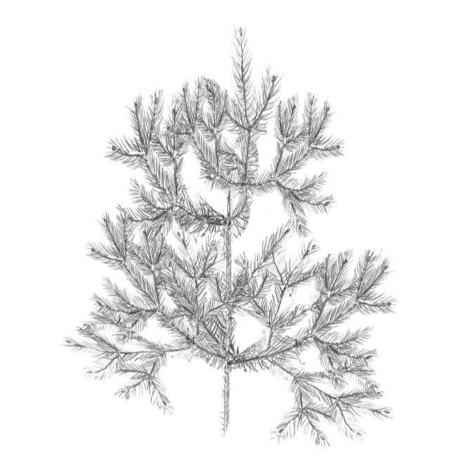 18 Figur 4. Illustration av två toppbetade plantor inventerade tidigt på våren. Bilden till vänster visar en toppbetad huvudplanta som har näst sista toppskottet avbetat.