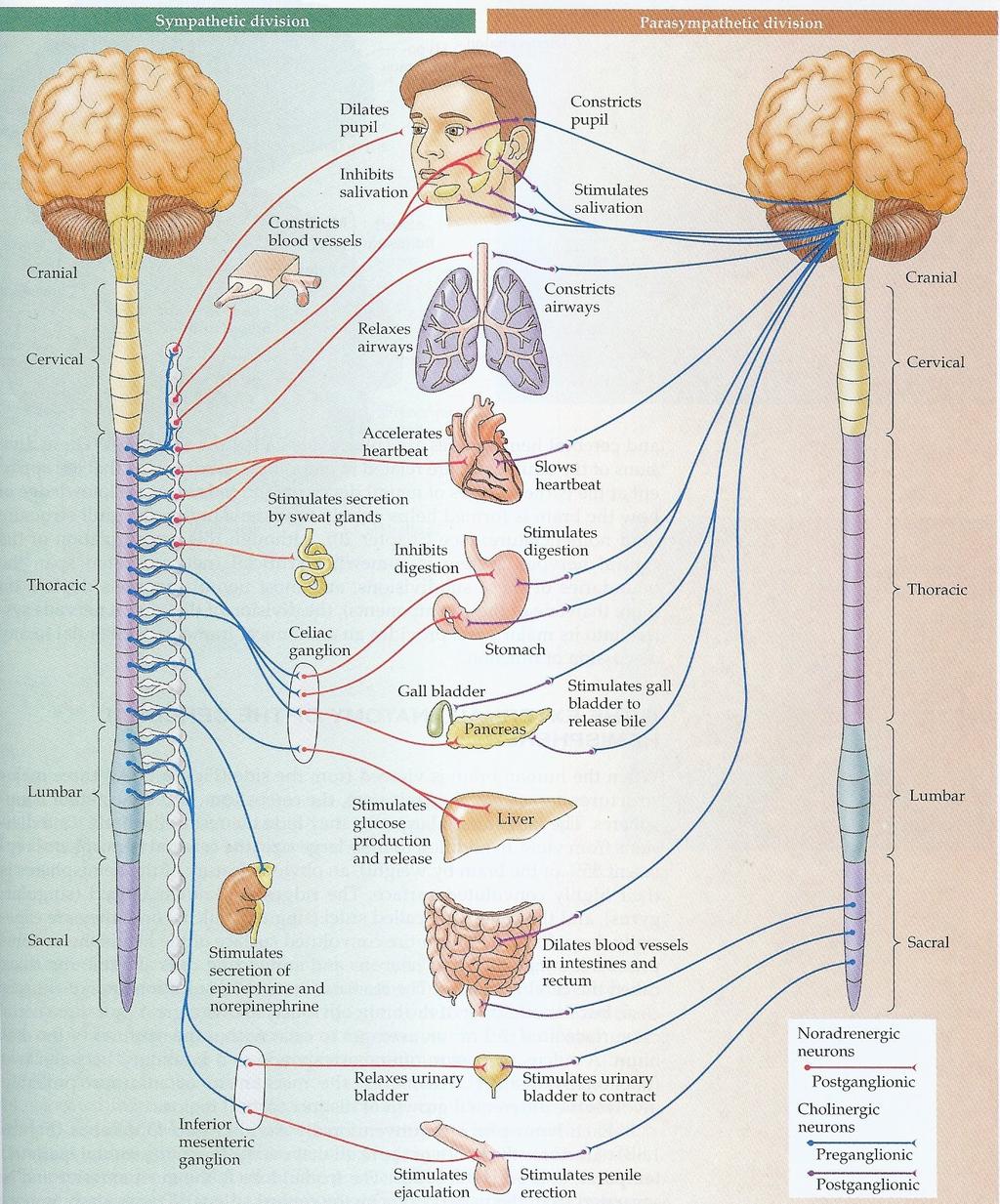 Översikt anatomi och funktion Autonoma nervsystemet 1. Översikt anatomi och funktion 2. Förändringar i hjärnan vid Parkinson 3. Sjukdomsmekanismer -- symtom 4.
