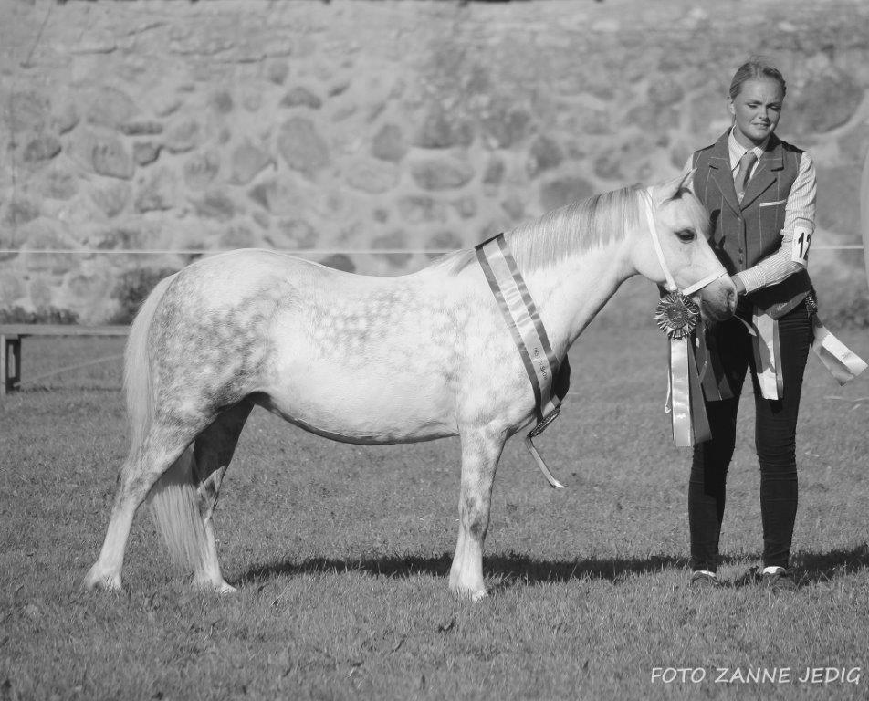 Sida 11 Klass 10. Welsh cob ston födda 2006-2013 med föl vid sidan ABERGAVENNY COUNTESS WSB 168539 GULD, Senior Ch BIR, res BIS e. Geler Sparc WSB 59435 u. Aberergavenny Welsh Lady WSB 145172 ue.