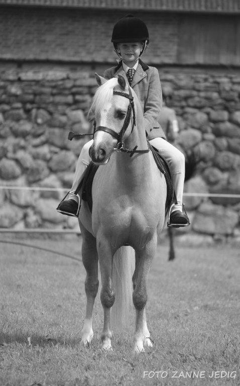 Taiforgan Catrin WSB 107487 Uppf: G J Hargest, Tredegar, UK Ägare: Michelle Frank, Brunared 15, Karl Gustav Ryttare: Michelle Frank Född 1988 Foto: Zanne Jedig SydWelsh årliga