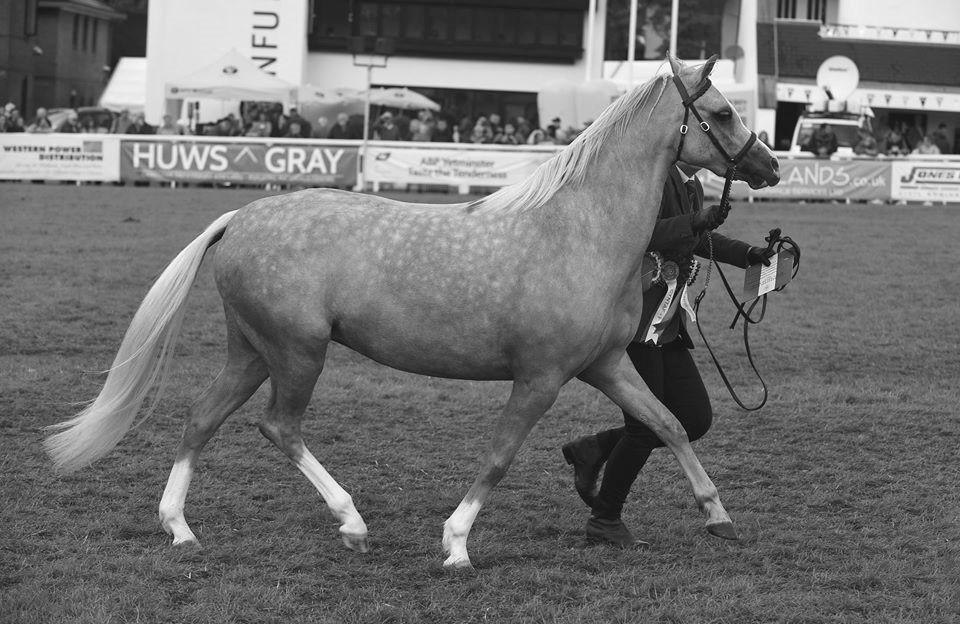 Fayre Oaks.