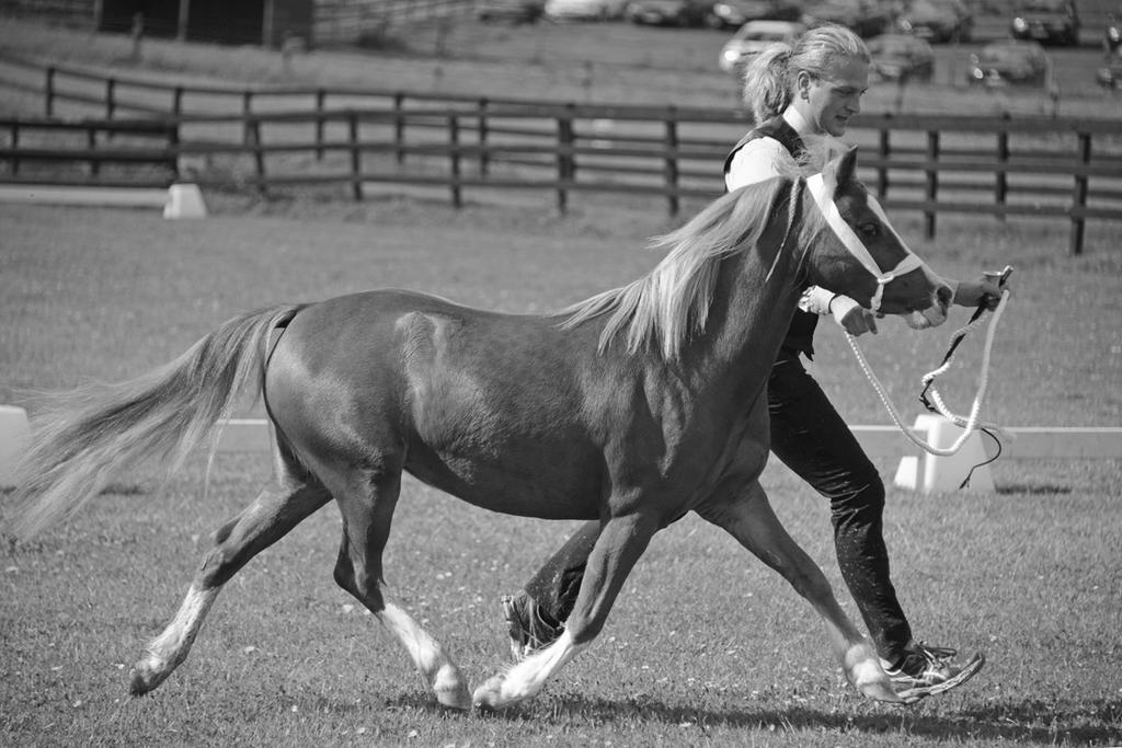 Ekbäckens Sponken RWM 51 SKIMMRA 36-06-0013 Guld Visas med hingstföl Mind of Spirit, f.