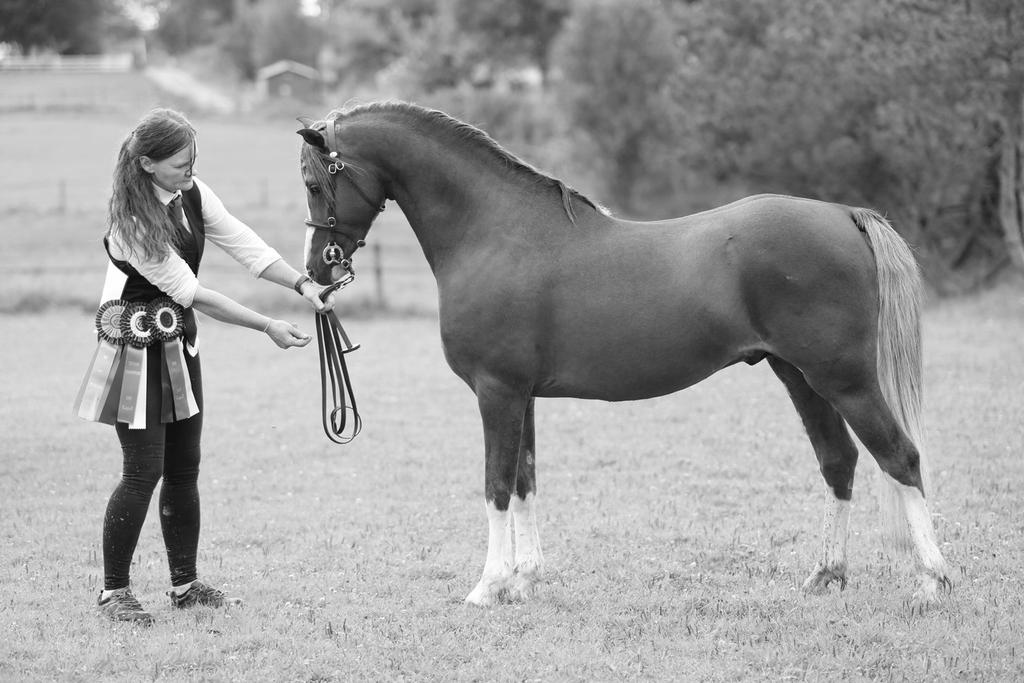 Sida 20 Welshponny-Nytt Sektion B Klass 7 B Valacker födda 2013 eller tidigare MENAI ROLLED GOLD 35-11-3538 Guld Isabel l, valack född 2011 hos P. & A. Jones, Menai Stud. M.K. f. Newtonhill Naughty Boy Charlie 55839 m.
