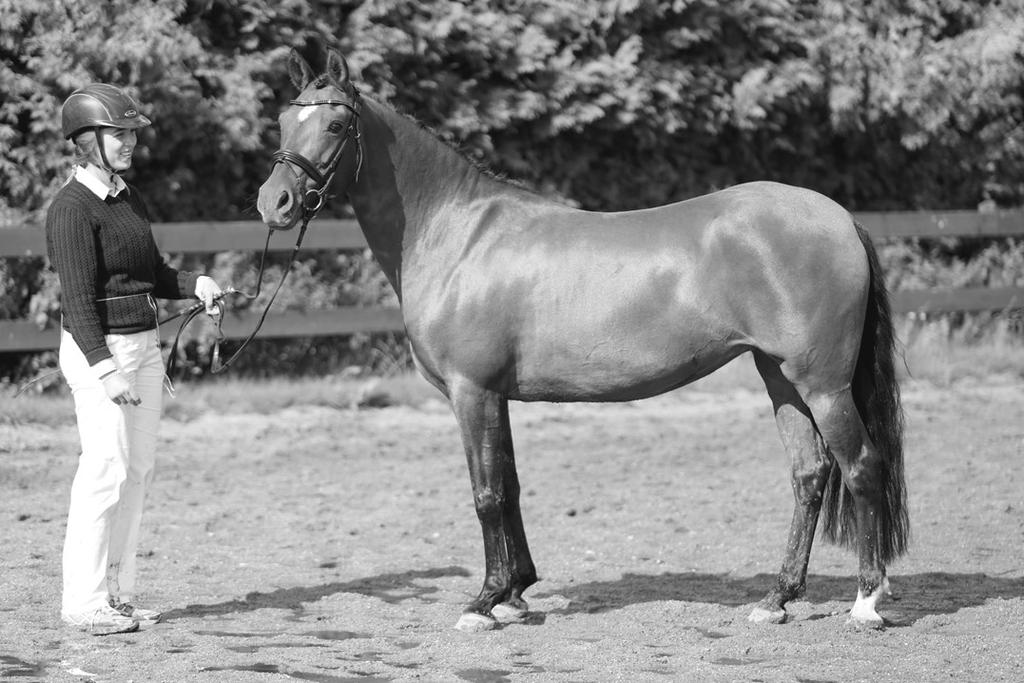 Sida 21 Welshponny-Nytt Welsh Partbred Klass 7 WPB Valack er födda 2013 eller tidigar BALFOUR TOREADOR 87-07-1106 Guld Skimmel, valack född 2007 hos Mrs. N.J. Gawley, Gwynedd, U.K. f. Strinesdale Matador 2506S m.