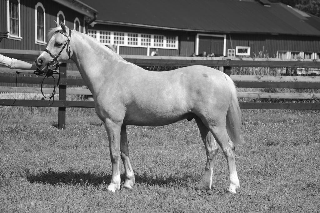 Welshponny-Nytt Sida 24 Menai Rolled Gold Foto: Yvonne Karlsson Ekbäckens Signatur Foto: Yvonne Karlsson Engelska Ridklasser Burhults Miss Marple Foto: Gunn Johansson Klass 19 First Ridden