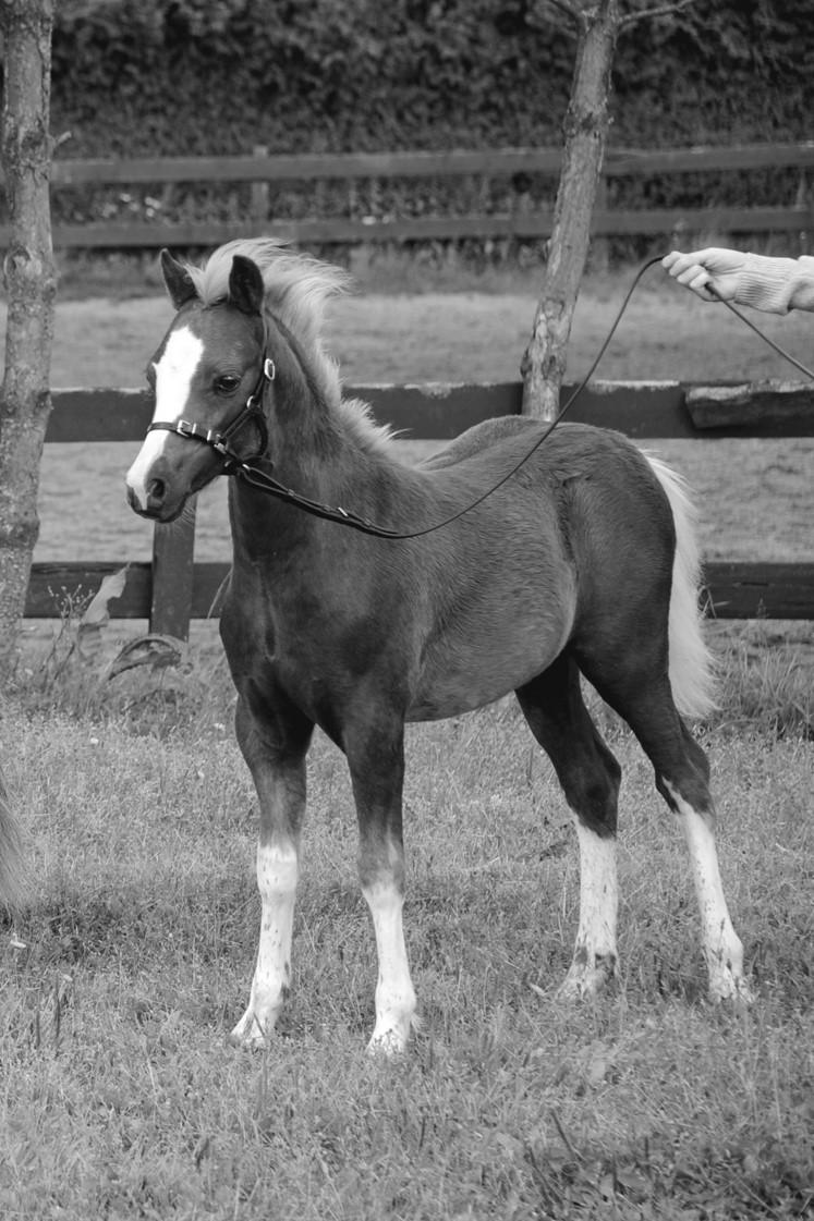RHIANNON 36-08-0585 Ryttare Filippa Wibergh VERDREFAWR MELINA RWM 539 36-98-7111 Ryttare Agnes Unger Klass 18 Lead Rein BURHULTS DREAMDROPP 36-94-5811 Skimmel, sto född 1994 hos Gunn