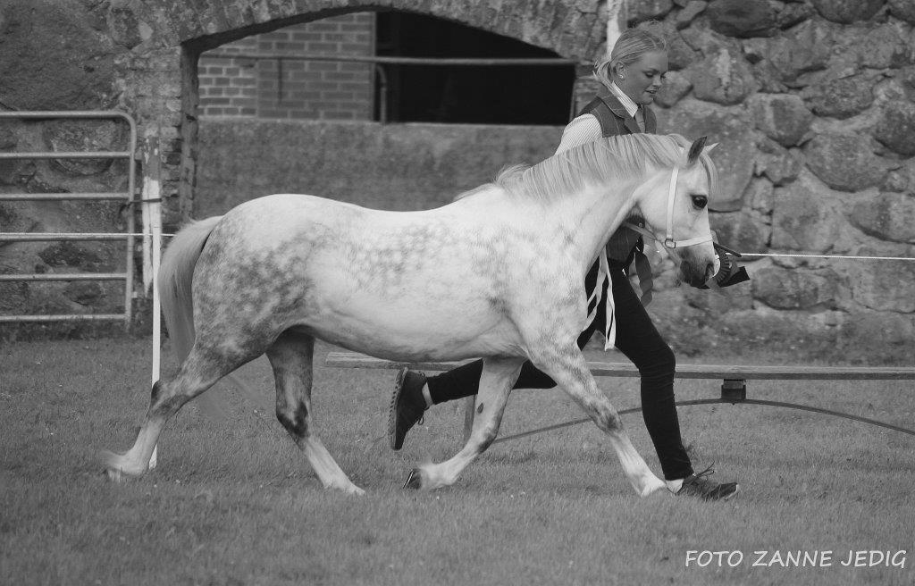 Sida 9 Klass 13. Welsh Mountain föl STOCKAREMÅLA LUCY under reg. SILVER, e. Sjömillans Seagram RWM 58 u. Cwmllynfell Lottie 36-09-3319 ue. Hope Elroy WSB 71352 uu.