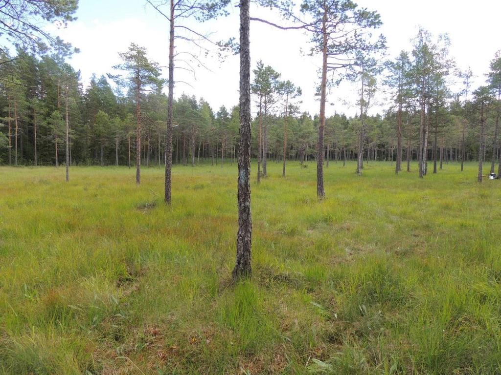 Ett slåttrat rikkärr, Brittas rönning, Ludvika kommun. Foto: Urban Gunnarsson, augusti 2017. Källor och källkärr har förstörts eller påverkats negativt av skogs- och jordbruk under en lång tid.