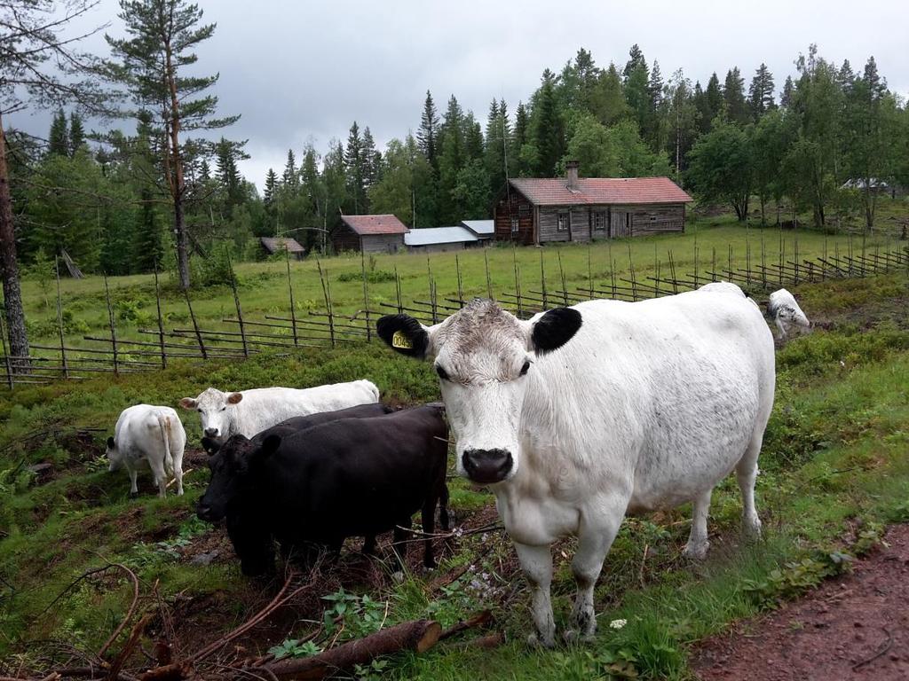 rovdjursangrepp och svårt att få nya brukare till fäbodarna 229.