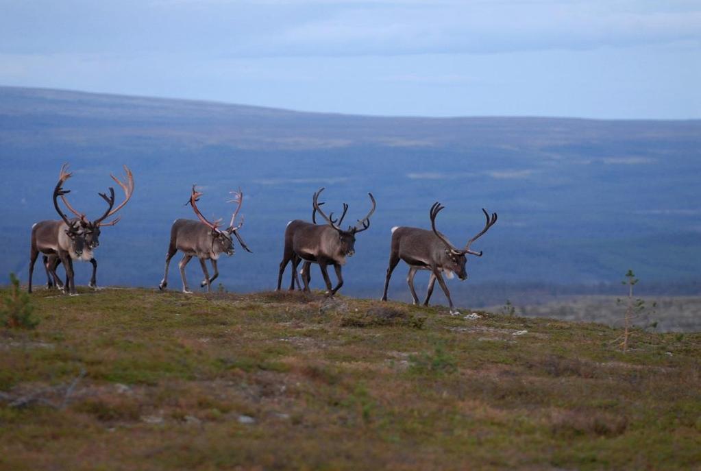 Renar på Nipfjället. Foto: Stefan Hamréus, augusti 2011.