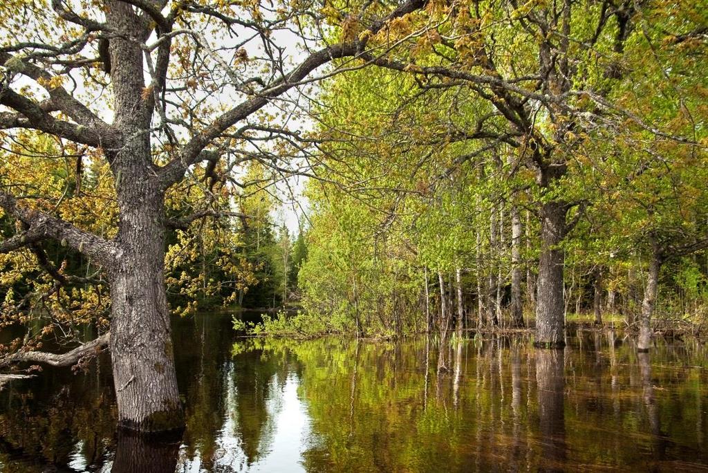 nedströms Älvkarleby leker även flodnejonöga, id, vimma, sik och eventuellt även asp, som fångas sporadiskt 68. Figur 105. Svämskog vid Harön i Båtfors naturreservat vid högvattnet i maj 2010.