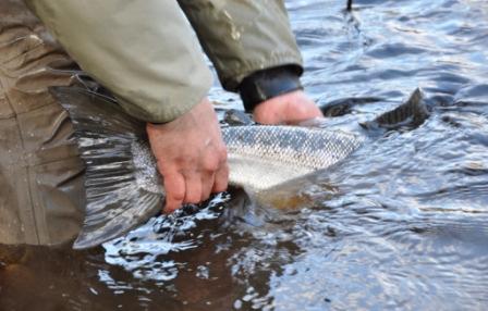 Årets fiskegäng blev ett sällskap med mycket fiskeiver och entusiasm med deltagare så långt ifrån som