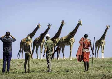 Med privatflyg anländer vi lyxiga Governors Camp vid Mara floden, vårt hem på savannen i tre dygn. Tillsammans med Owe och lägrets mycket erfarna guider utforskar vi Masai Mara på nära håll.