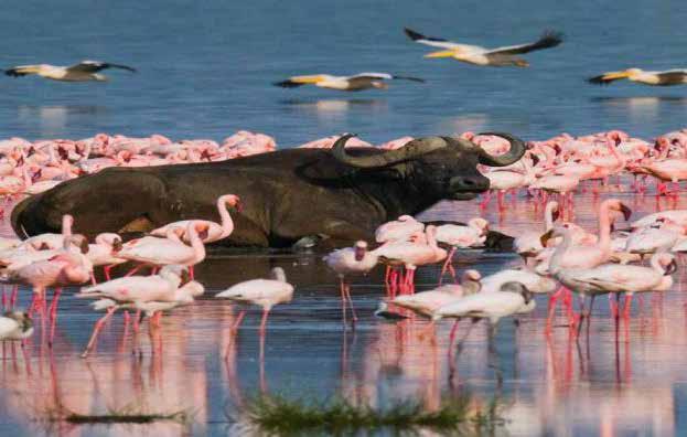 Efter lunchen i picknickform om vädret tillåter, har vi möjlighet att promenera längs sjöns indragna vattenbryn för att komma så nära de vackra rosafärgade fåglarna som möjligt.