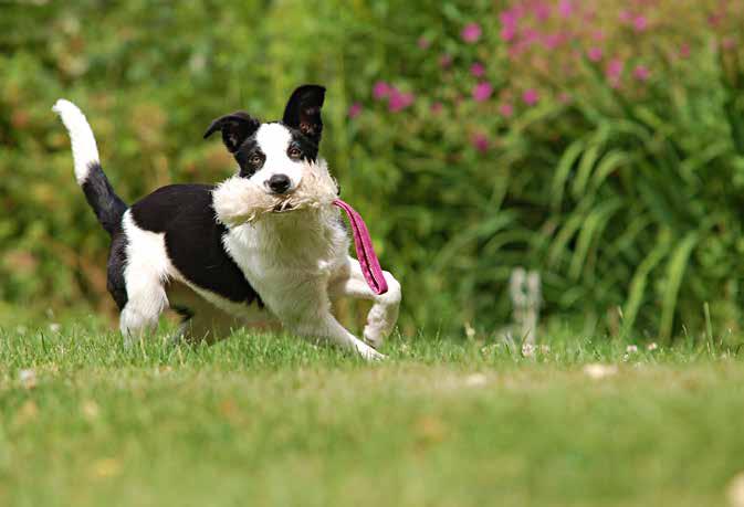 22 BELÖNINGAR BELÖNINGAR 23 Belöningar som rör sig bort från hunden är oftast mer spännande än sådana som är stilla eller kommer till hunden.