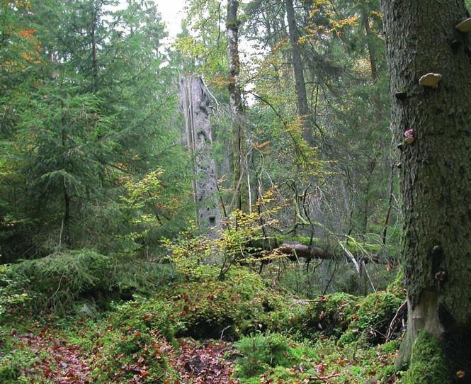 Figur 5. Siggaboda skogsreservat i södra Småland domineras idag av gammal gran och bok. På 1700-talet dominerades skogen av tall och ek. Foto: Matts Lindbladh. Siggaboda forest reserve (site no.