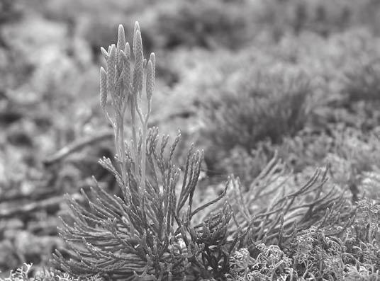 ANDERSSON Cypresslummer Diphasiastrum tristachyum prydde den lavrika tallskogen vid Odenslund strax utanför Rönneshytta. Foto: Margareta Edqvist. choeris maculata.