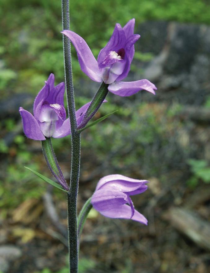 För många av deltagarna kommer nog det bestående intrycket av årets botanikdagar att bli Skvale bergets blommande röda skogsliljor Cephalan thera rubra och de rara mårorna, bland annat kal korsmåra