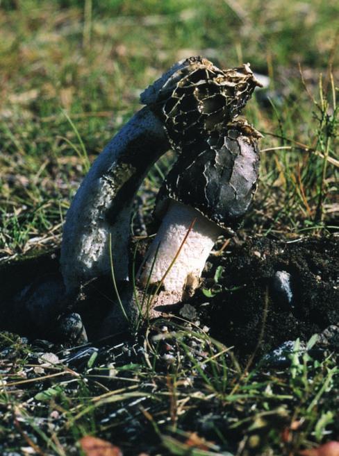 Dynstinksvamparna på Huvudskär var bara ca 10 cm höga och hade en mycket svag, mandelliknande doft. Foto: Mats Gothnier.