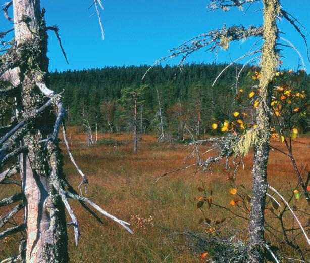 I bakgrunden syns Stora Tunturiberget som ligger inom Kopp ångenreservatet och hyser tre kända förekomster av långskägg.