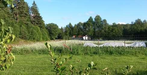 Åker full med växter för pollinerande insekter På vår gård i Ucklum har vi en åker som legat i träda i flera år. Ett fåtal blommor fanns bland gräset men vi ville gärna att det skulle blomma mer.