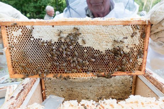 Skattning av bikuporna.