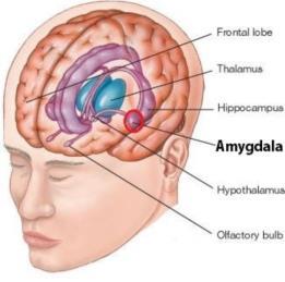 Bild 20 Amygdala aktiveras vid stress (hjärnans alarmcentral) Amygdala blir mindre aktiv vid Mindfulness Hjärnforskare på Stanford och Harvard har upptäckt flera områden i hjärnan som förändras