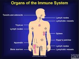 Bild 23 Immunförsvaret Minskad nivå av biologiska inflammationsmarkörer.