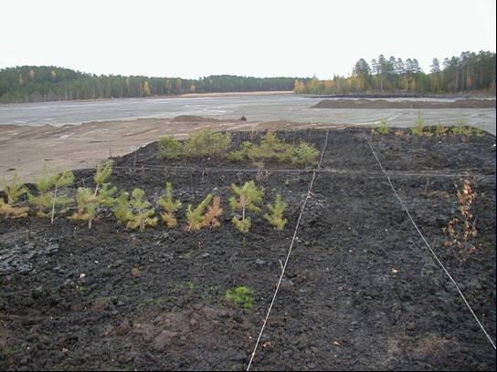 Figur 9. Etableringsförsöket i fält. I) Yta A; tätskikt av flygaska, täckskikt av rötslam.