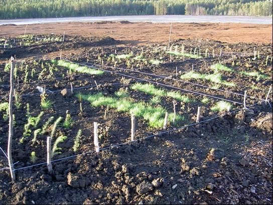II) Olika etablerade arter på ruta A Figure 9. Plant establishment in field.