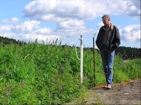 Figur 13. Olika arter, däribland industrihampa och mjölkört etablerade på ruta A.