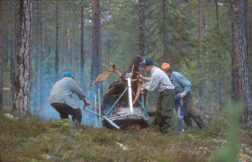 Kompletteras datamaterialet från Tierp med noggranna uppgifter om kalvvikter och hur dessa utvecklas i framtiden kan man också få information om hur födotillgången utvecklas i området.