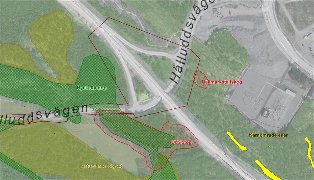Naturmarkerna i trafikplats Hålluddens norra del består av ung tall- och lövskog.