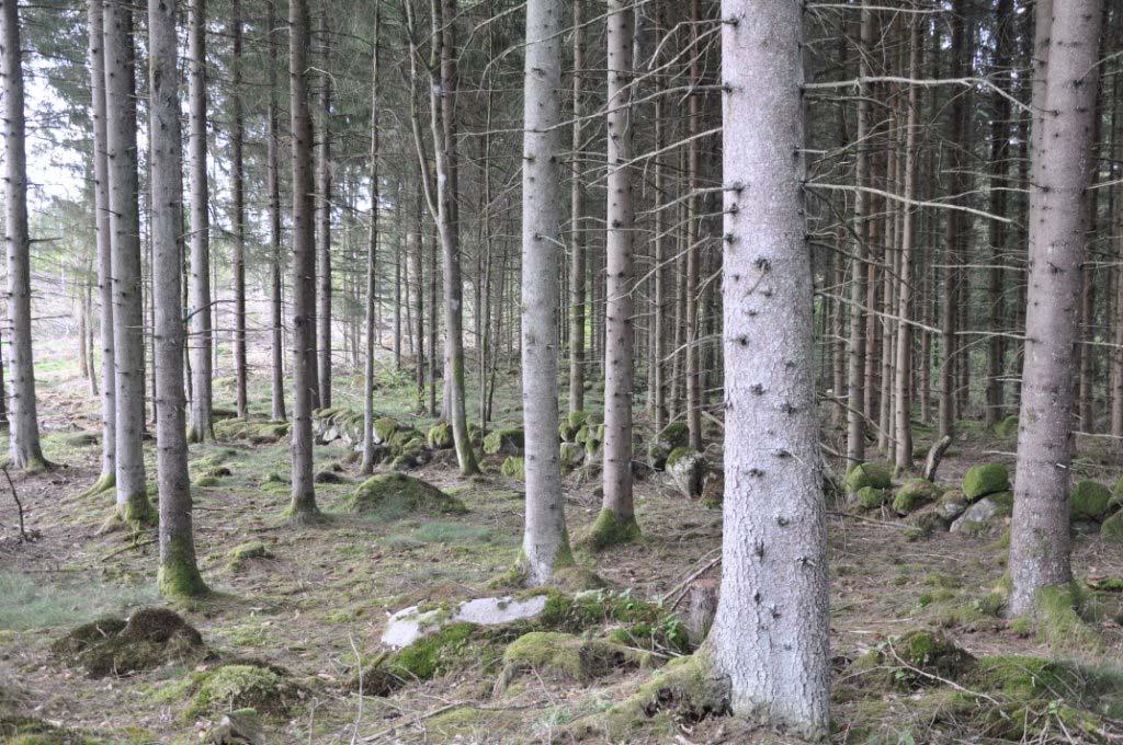 Betesmark Betesmark 2 ha enligt taxering, enligt skogsbruksplan 0,5 ha. Anledningen till skillnaden mellan skogsbruksplan och taxering är att en del av betesmarken har vuxit igen och blivit skog.
