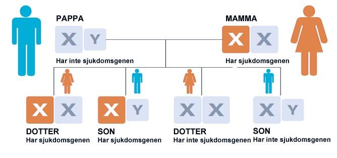 X bunden nedärvning 50% av sönerna sjuka 50% av döttrarna anlagsbärare 19 Dystrofia myotonika Huntingtons sjukdom Fragilt X Cystisk fibros Beta thalassemi Retinoblastom Neurofibromatos typ 1 Ärftlig