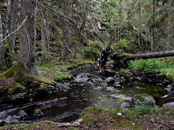 processer som möjliggör en fungerande grön