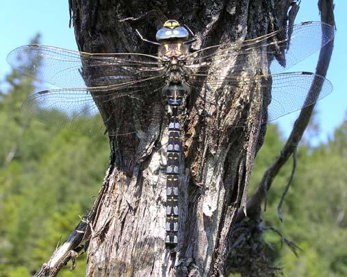 Projekt Trollsländor i Östergötland Projekt Trollsländor i Östergötland är ett inventeringsprojekt som drivs av Entomologiska Föreningen Östergötland (EFÖ) och som går ut på att under en femårsperiod