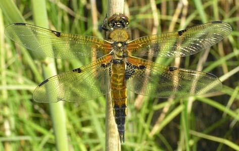 T v fyrfläckad trollslända Libellula quadrimaculata. T h citronfläckad kärrtrollslända Leucorrhinia pectoralis.